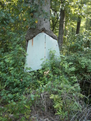 tree hood.JPG